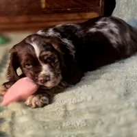 Dynamic, a male Cocker Spaniel for sale in Hardy, AR – Photo 9 of 10