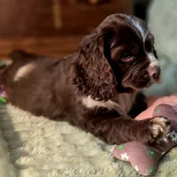 Dynamic, a male Cocker Spaniel for sale in Hardy, AR – Photo 5 of 10