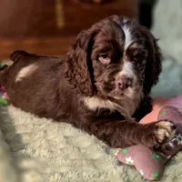 Dynamic, a male Cocker Spaniel for sale in Hardy, AR – Photo 6 of 10