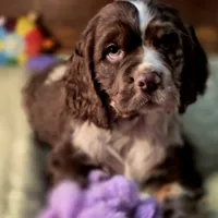 Dynamic, a male Cocker Spaniel for sale in Hardy, AR – Photo 1 of 10
