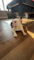 Remy, a female American Bully for sale in Chicago, IL – 1 of 3