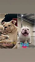 Remy, a female American Bully for sale in Chicago, IL – 2 of 3