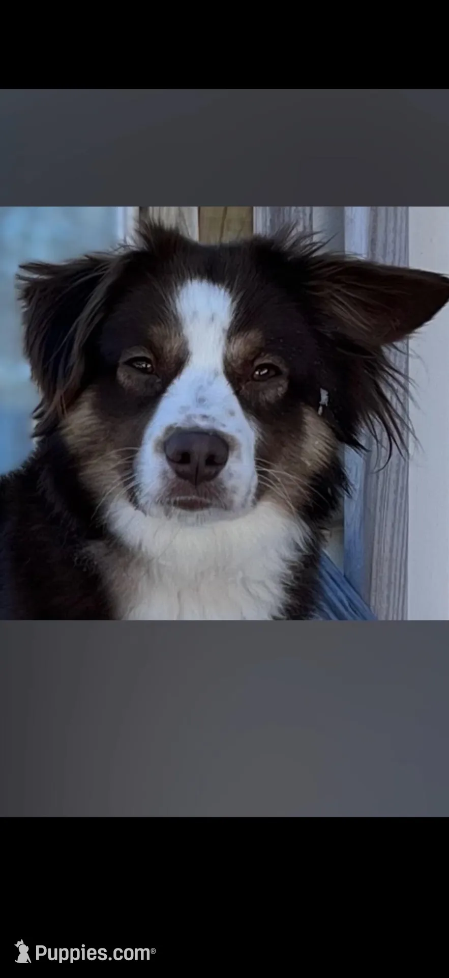 Male, a male Miniature Australian Shepherd for sale in Beaver Bay, MN – Photo 5 of 9