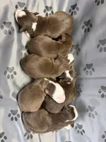 Female, a female Miniature Australian Shepherd for sale in Beaver Bay, MN – Photo 2 of 2