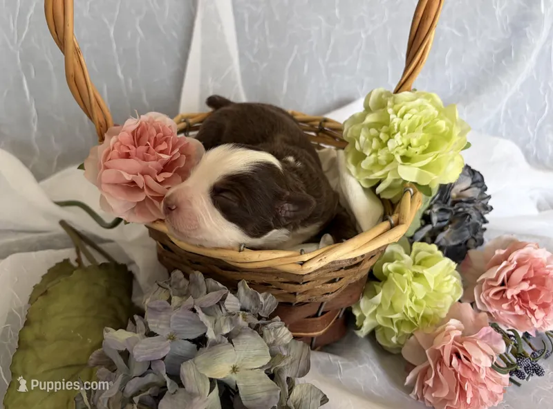 Female – Miniature Australian Shepherd puppy for sale in Beaver Bay, MN