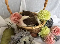 Female, a female Miniature Australian Shepherd for sale in Beaver Bay, MN – Photo 1 of 2