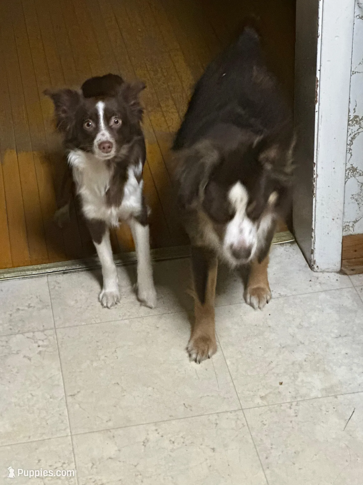 Male, a male Miniature Australian Shepherd for sale in Beaver Bay, MN – Photo 8 of 9