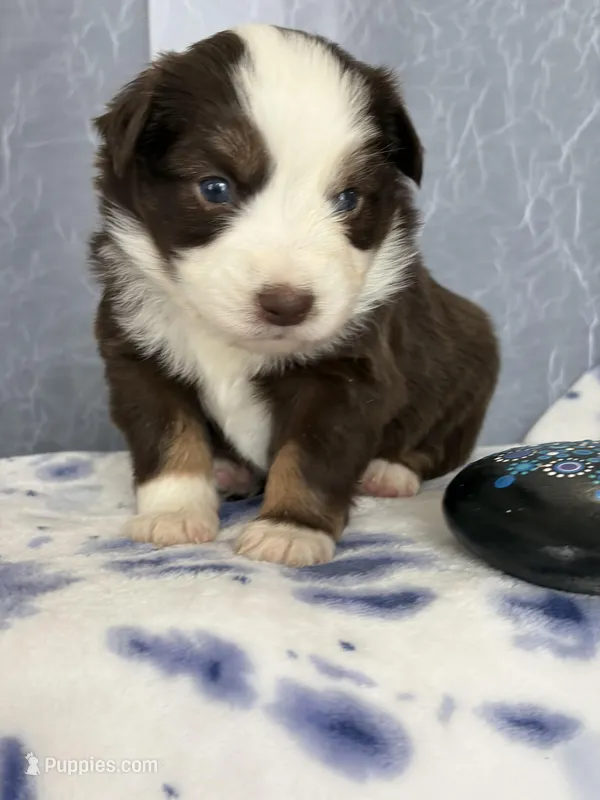 Male 2 – Miniature Australian Shepherd puppy for sale in Beaver Bay, MN