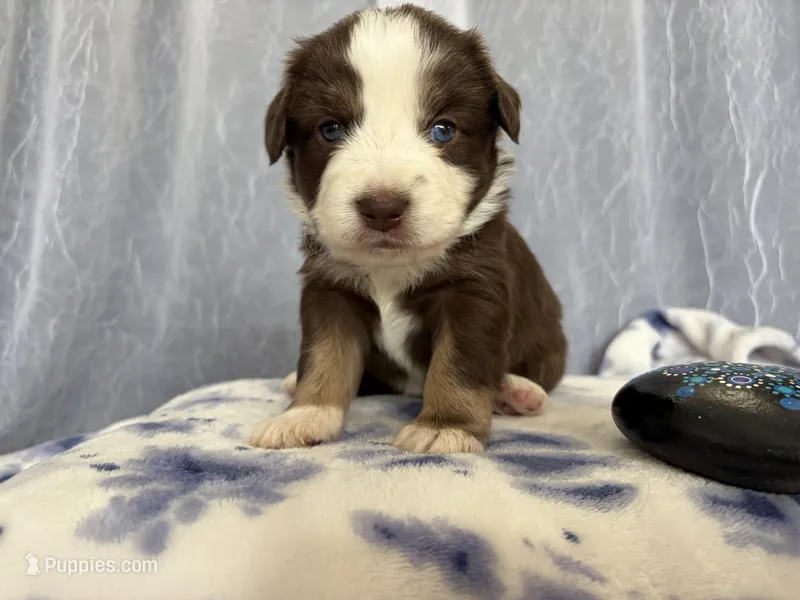 Male-Gus Gus – Miniature Australian Shepherd puppy for sale in Beaver Bay, MN