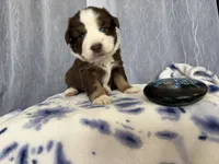 Male-Gus Gus, a male Miniature Australian Shepherd for sale in Beaver Bay, MN – Photo 2 of 7