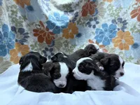 Male, a male Miniature Australian Shepherd for sale in Beaver Bay, MN – Photo 7 of 7