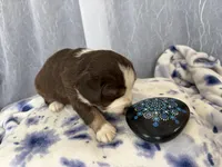 Male-Gus Gus, a male Miniature Australian Shepherd for sale in Beaver Bay, MN – Photo 4 of 7