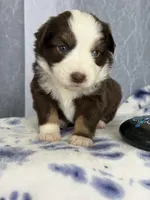 Male 2, a male Miniature Australian Shepherd for sale in Beaver Bay, MN – Photo 3 of 6