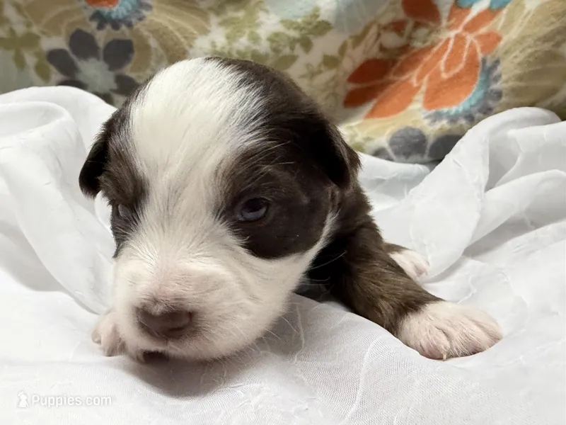 Male – Miniature Australian Shepherd puppy for sale in Beaver Bay, MN