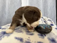 Male-Gus Gus, a male Miniature Australian Shepherd for sale in Beaver Bay, MN – Photo 5 of 7