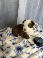 Male, a male Miniature Australian Shepherd for sale in Beaver Bay, MN – Photo 2 of 4