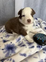 Male, a male Miniature Australian Shepherd for sale in Beaver Bay, MN – Photo 4 of 4