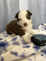 Male, a male Miniature Australian Shepherd for sale in Beaver Bay, MN – Photo 3 of 4
