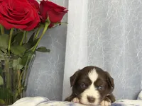 Male 1-, a male Miniature Australian Shepherd for sale in Beaver Bay, MN – Photo 1 of 6