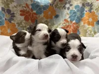 Male, a male Miniature Australian Shepherd for sale in Beaver Bay, MN – Photo 9 of 9