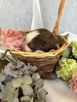 Male, a male Miniature Australian Shepherd for sale in Beaver Bay, MN – Photo 3 of 9