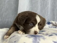 Male 1-, a male Miniature Australian Shepherd for sale in Beaver Bay, MN – Photo 5 of 6