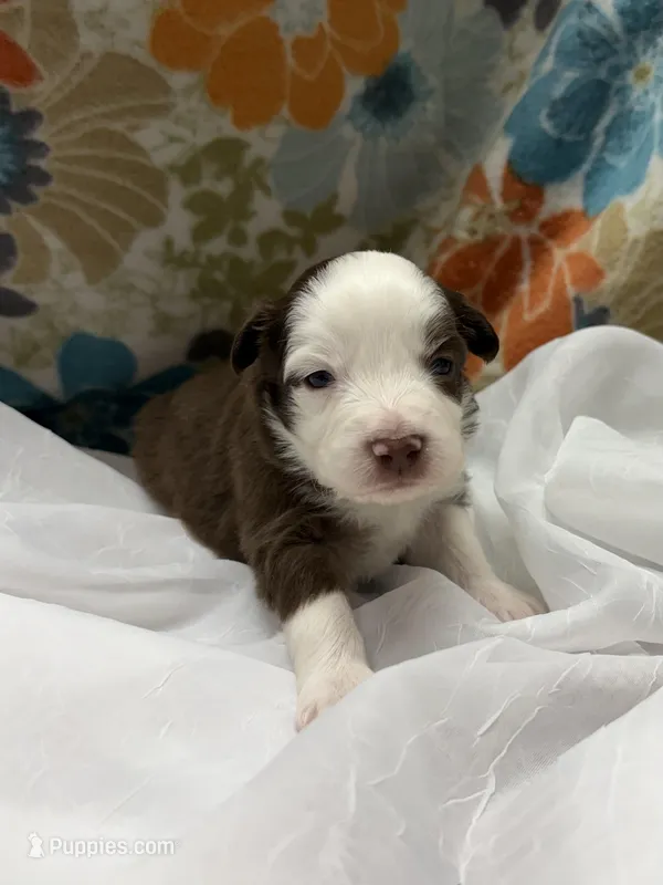 Male – Miniature Australian Shepherd puppy for sale in Beaver Bay, MN