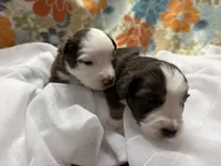 Male, a male Miniature Australian Shepherd for sale in Beaver Bay, MN – Photo 7 of 9