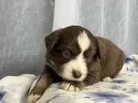 Male 1-, a male Miniature Australian Shepherd for sale in Beaver Bay, MN – Photo 3 of 6