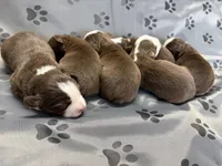 Male, a male Miniature Australian Shepherd for sale in Beaver Bay, MN – Photo 4 of 9