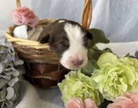 Male, a male Miniature Australian Shepherd for sale in Beaver Bay, MN – Photo 2 of 9