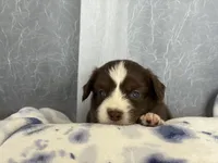 Male 1-, a male Miniature Australian Shepherd for sale in Beaver Bay, MN – Photo 4 of 6