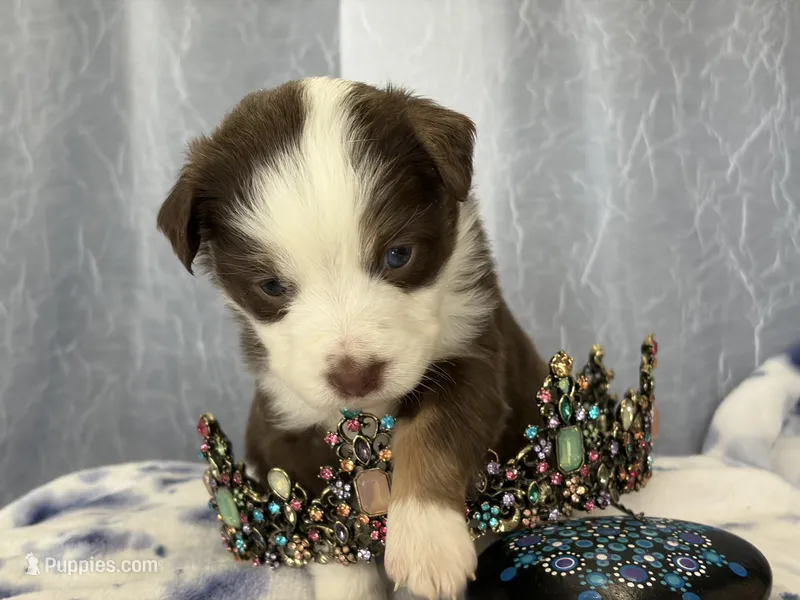 Female – Miniature Australian Shepherd puppy for sale in Beaver Bay, MN