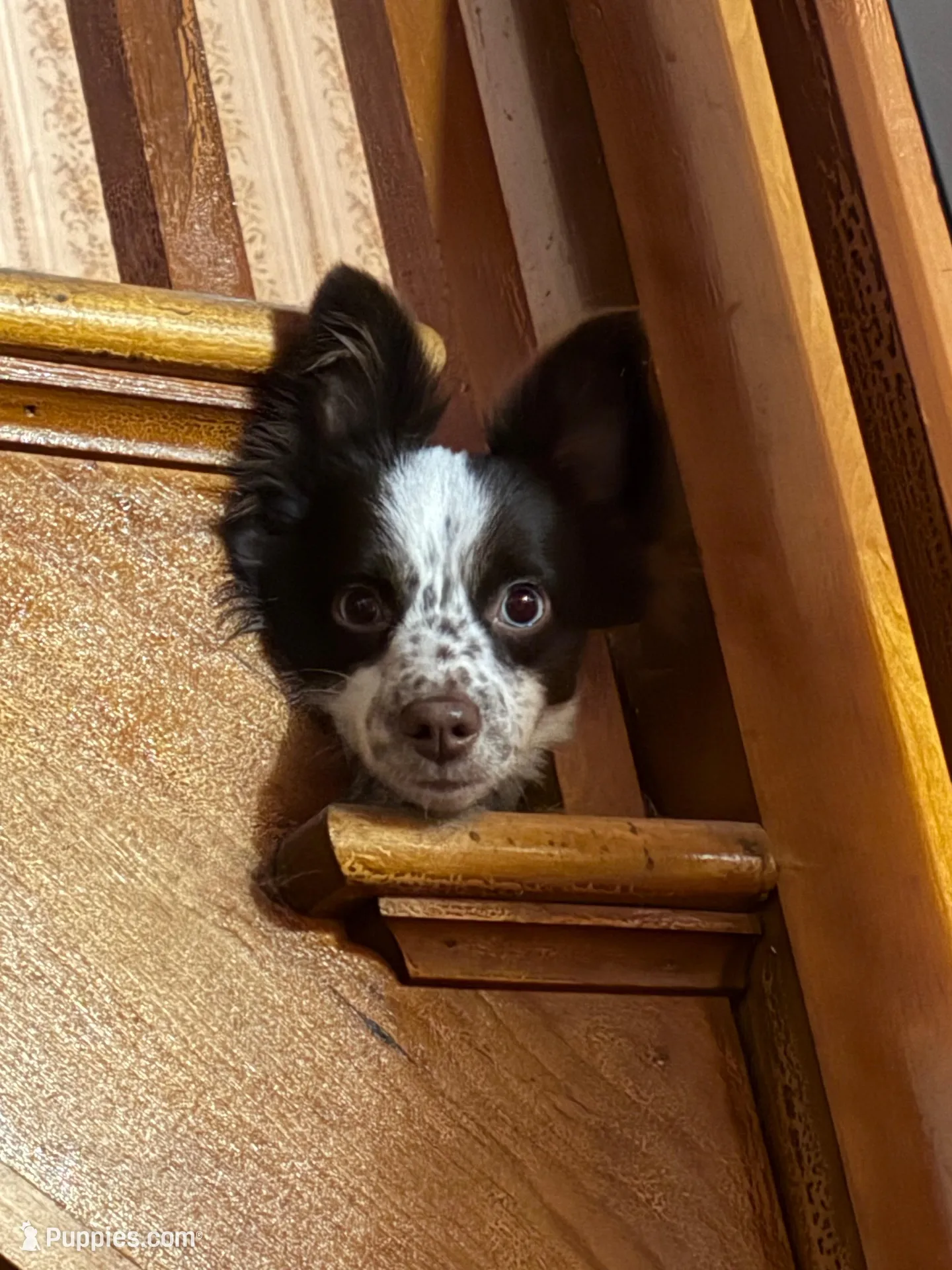 Male, a male Miniature Australian Shepherd for sale in Beaver Bay, MN – Photo 6 of 9