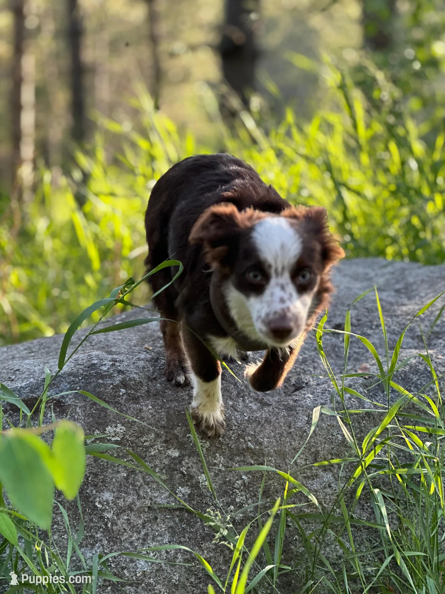 Male, a male Miniature Australian Shepherd for sale in Beaver Bay, MN – Photo 5 of 7