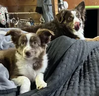 Male-“M”, a male Miniature Australian Shepherd for sale in Beaver Bay, MN – Photo 7 of 9