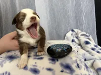 Male-“M”, a male Miniature Australian Shepherd for sale in Beaver Bay, MN – Photo 3 of 9