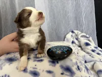 Male-“M”, a male Miniature Australian Shepherd for sale in Beaver Bay, MN – Photo 5 of 9