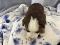 Male-“M”, a male Miniature Australian Shepherd for sale in Beaver Bay, MN – Photo 4 of 9