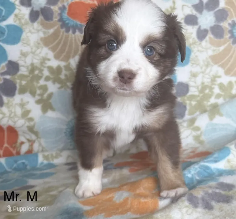 Male-“M” – Miniature Australian Shepherd puppy for sale in Beaver Bay, MN