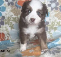 Male-“M &M”, a male Miniature Australian Shepherd for sale in Beaver Bay, MN – Photo 1 of 10