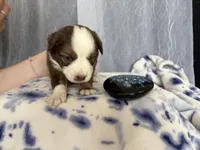 Male-“M”, a male Miniature Australian Shepherd for sale in Beaver Bay, MN – Photo 6 of 9