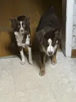 Male , a male Miniature Australian Shepherd for sale in Beaver Bay, MN – Photo 7 of 7