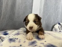 Male , a male Miniature Australian Shepherd for sale in Beaver Bay, MN – Photo 2 of 7