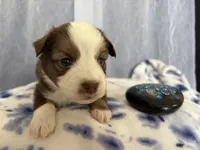 Male , a male Miniature Australian Shepherd for sale in Beaver Bay, MN – Photo 3 of 7