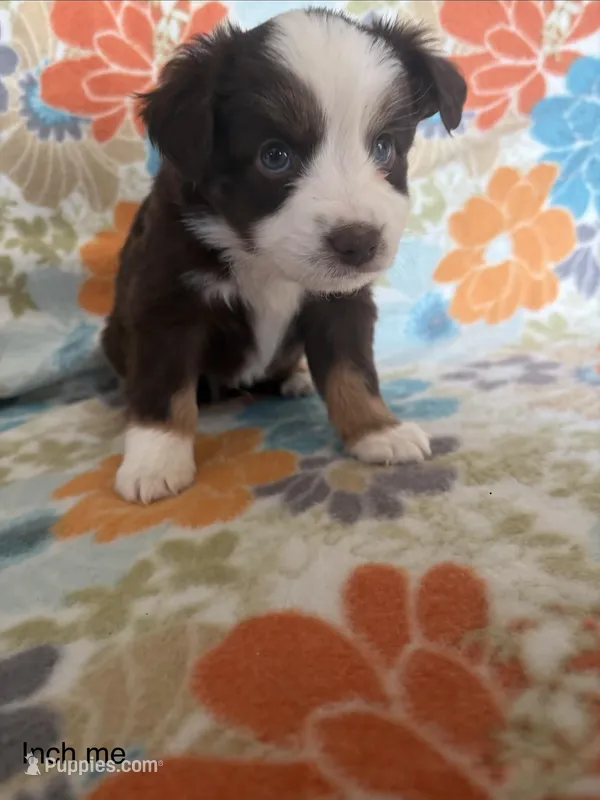 Male -Inch me – Miniature Australian Shepherd puppy for sale in Beaver Bay, MN
