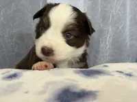 Male -Inch me, a male Miniature Australian Shepherd for sale in Beaver Bay, MN – Photo 2 of 5