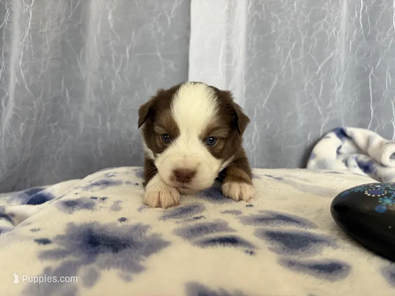 Male  – Miniature Australian Shepherd puppy for sale in Beaver Bay, MN