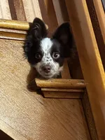 Male , a male Miniature Australian Shepherd for sale in Beaver Bay, MN – Photo 6 of 7