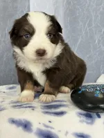 Male -Inch me, a male Miniature Australian Shepherd for sale in Beaver Bay, MN – Photo 1 of 5